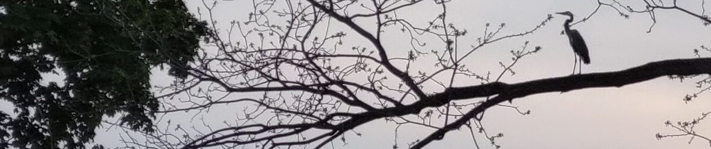 Blog Banner
